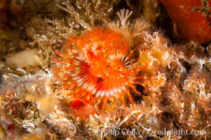 Christmas tree worm, Spirobranchus spinosus, San Nicholas Island