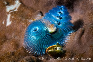 Spiral-gilled tubeworm, Christmas tree worm, Blue Christmas Tree Worm Spirobranchus giganteus, Fiji, Spirobranchus giganteus