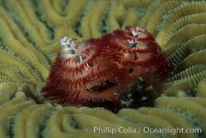 Christmas tree worm (annelid), Spirobranchus, Roatan