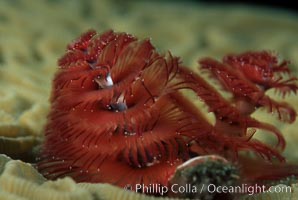 Christmas tree worm (annelid), Spirobranchus, Roatan