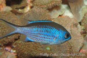 Blue chromis, Chromis cyanea