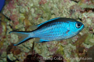 Blue chromis, Chromis cyanea