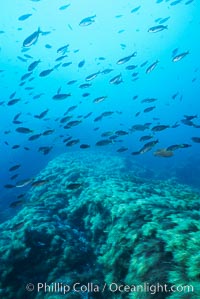 Chromis and algae along top of pinnacle, Islas San Benito, Chromis punctipinnis, San Benito Islands (Islas San Benito)