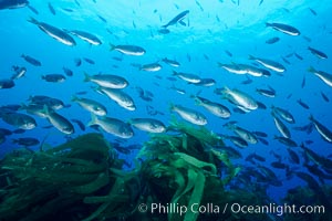 Blacksmith schooling in current, Islas San Benito, Chromis punctipinnis, San Benito Islands (Islas San Benito)