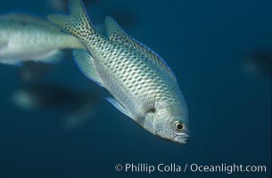 Blacksmith perch, Chromis punctipinnis, Catalina Island