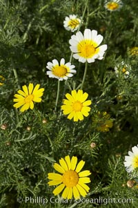 Crown daisy blooms in Spring, Chrysanthemum coronarium, San Diego, California