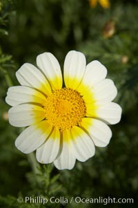 Crown daisy blooms in Spring, Chrysanthemum coronarium, San Diego, California