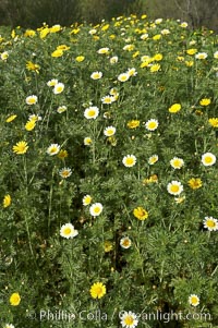 Crown daisy blooms in Spring, Chrysanthemum coronarium, San Diego, California