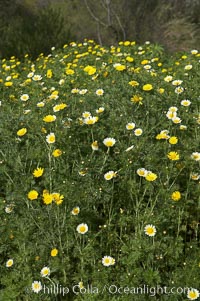 Crown daisy blooms in Spring, Chrysanthemum coronarium, San Diego, California