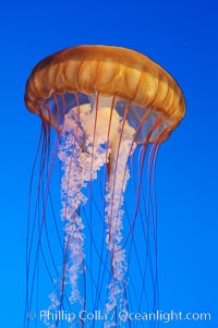 Sea nettles, Chrysaora fuscescens