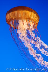 Sea nettles, Chrysaora fuscescens