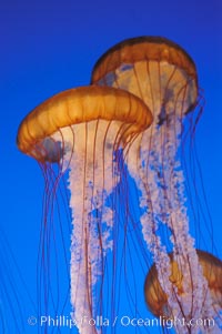 Sea nettles, Chrysaora fuscescens