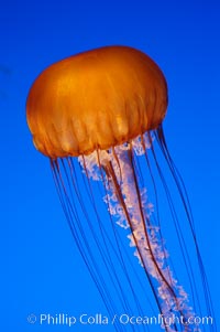 Sea nettles, Chrysaora fuscescens