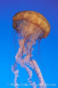 Sea nettles, Chrysaora fuscescens