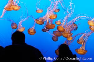 Visitors watch a graceful, slow moving group of sea nettle jellyfishes at the Monterey Bay Aquarium, Chrysaora fuscescens
