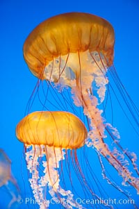 Sea nettles, Chrysaora fuscescens