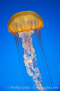 Sea nettles, Chrysaora fuscescens