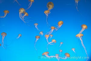 Sea nettles, Chrysaora fuscescens