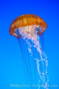 Sea nettles, Chrysaora fuscescens