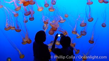 Visitors enjoy viewing sea nettle jellyfish at the Monterey Bay Aquarium, Chrysaora fuscescens