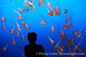 Visitors enjoy viewing sea nettle jellyfish at the Monterey Bay Aquarium, Chrysaora fuscescens