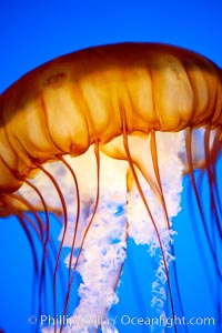 Sea nettle jellyfish, Chrysaora fuscescens