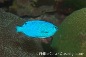 Sapphire devil (blue damselfish), female/juvenile coloration, Chrysiptera cyanea