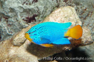 Sapphire devil, male coloration, Chrysiptera cyanea