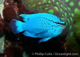 Sapphire devil (blue damselfish), female/juvenile coloration, Chrysiptera cyanea