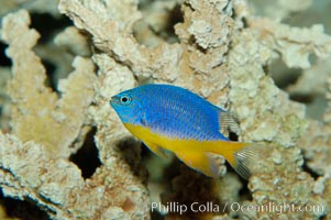 Azure damselfish, Chrysiptera hemicyanea