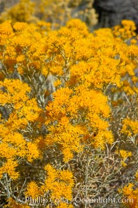 Rabbitbrush, Chrysothamnus, White Mountains, Inyo National Forest