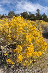 Rabbitbrush, Chrysothamnus, White Mountains, Inyo National Forest