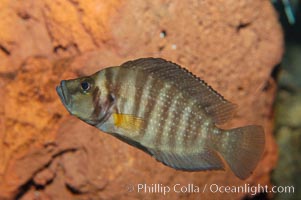 Unidentified African cichlid fish