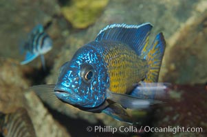 Unidentified African cichlid fish