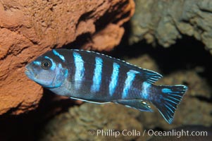 Unidentified African cichlid fish