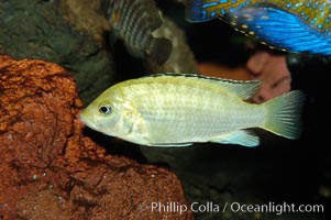 Unidentified African cichlid fish