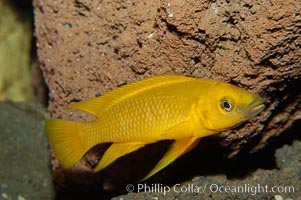 Unidentified African cichlid fish