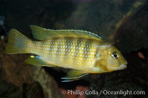 Unidentified African cichlid fish