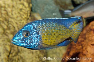 Unidentified African cichlid fish