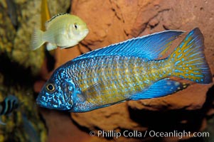 Unidentified African cichlid fish