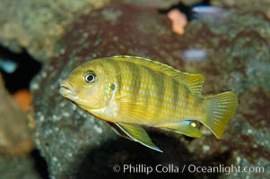 Unidentified African cichlid fish