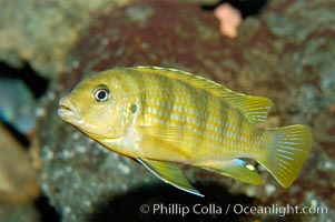 Unidentified African cichlid fish