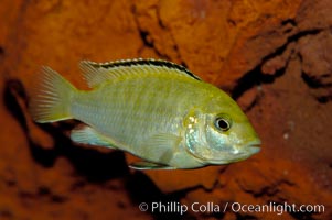 Unidentified African cichlid fish