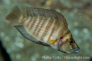 Unidentified African cichlid fish