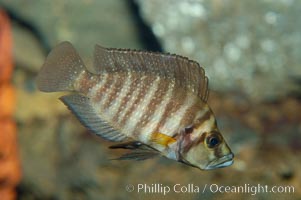 Unidentified African cichlid fish