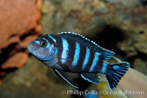 Unidentified African cichlid fish