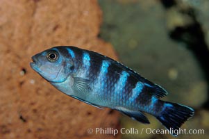 Unidentified African cichlid fish