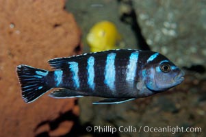 Unidentified African cichlid fish