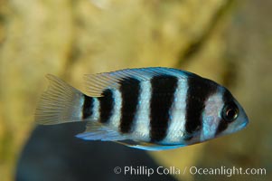 Unidentified African cichlid fish