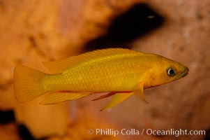 Unidentified African cichlid fish